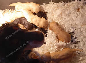 Cockapoo pups