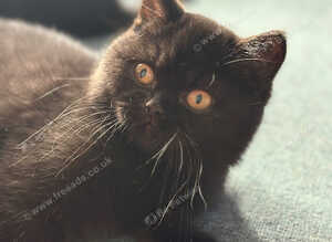 British shorthair kittens - available now