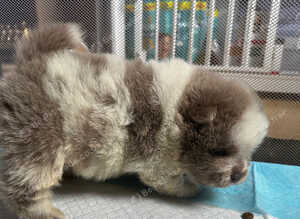 Exotic rare colour chow chow puppies