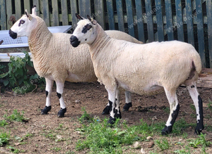 2 kerry Hill ewes, ready for breeding