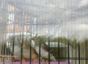 6 Young Zebra Finches
