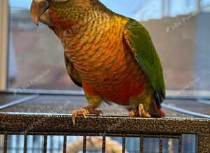 Mixed coloured conures