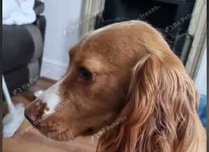 Cocker spaniel puppys