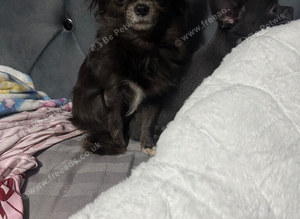 Missing chihuahua