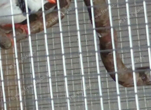 Zebra finches