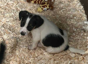 JR PUPPIES