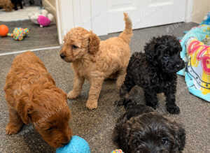 Really lovely schnoodles