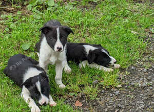ISDS border collie pups for sale