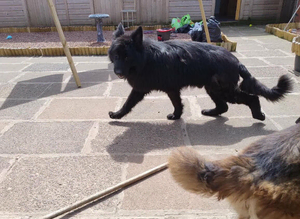 german Shepherd pair kc registered