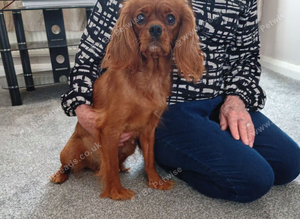 8 stunning Cavapoo  puppies