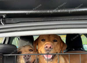 Kc reg red fox labrador