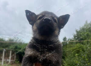 German Shepherd cute Puppies