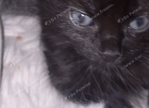 Kittens for sale
