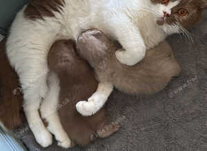 Stunning British shorthair - last two !