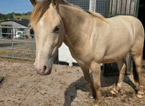 Unique Champagne 3yr old Gelding