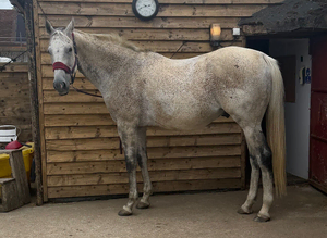 16.3hh TB GELDING FOR FULL LOAN