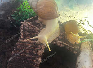 Giant African land snails