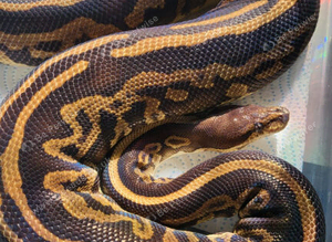 Ready to breed female royal