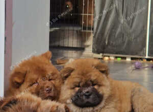 Beautiful chocolate chows