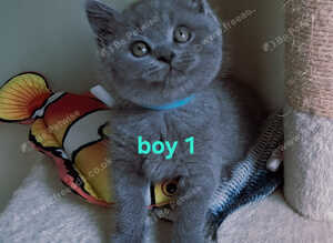 British shorthair kittens