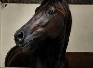 Black 14.3 Sec D gelding