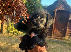 Beautiful jackapoo puppies