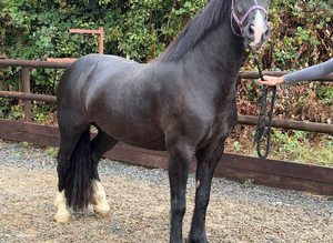 Quality & classy Welsh D Mare