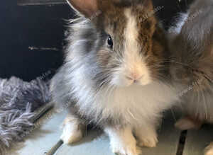 Adorable Baby Bunnies Looking for Their Forever Homes