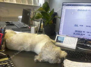 Nelly looking for new home due to no fault of her own