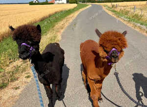 2 castrated male alpaca