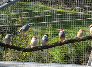 Java sparrows and zebra finches