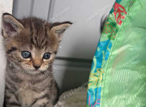 British shorthair mixed