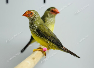 Star finch