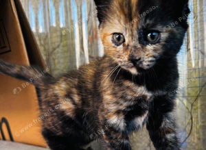 5 kittens for sale