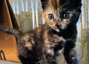 5 kittens for sale