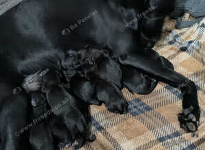 Beautiful litter of 11 puppies