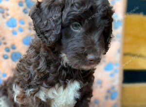 F1b Cockapoo