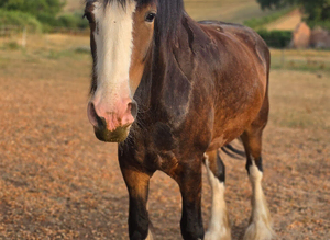 QUALITY 4yr old Registered shire mare