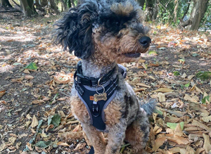 Cockapoo for sale