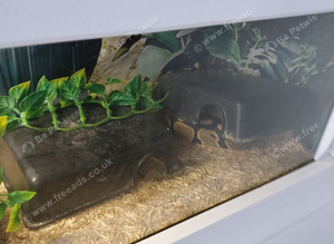 Tame royal python