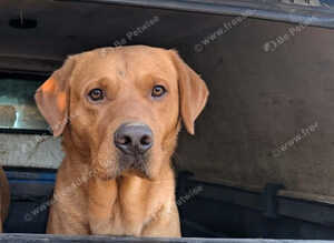 KC REG STUNNING FOX RED LAB 3YR OLD
