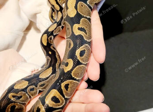 Ball python/ Royal python male