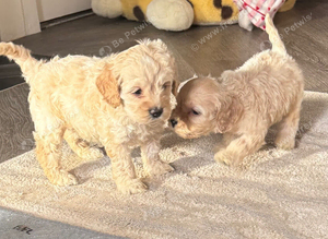 Beautiful American cockapoo babies available.