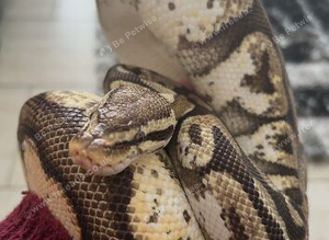 Pastel sugar ball python