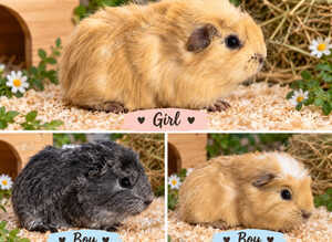 Beautiful male and female guinea pigs