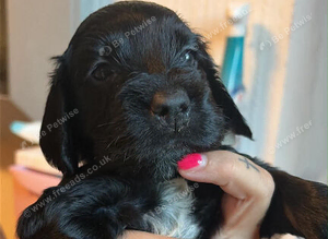Cockapoo Fb1 blue roan and golden and white roan