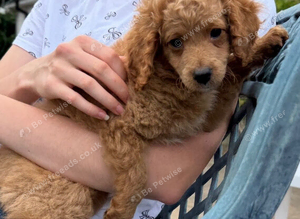 Cavapoo girl available