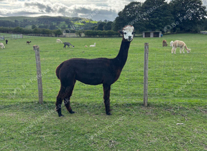 Female BAS registered alpacas, assorted ages.