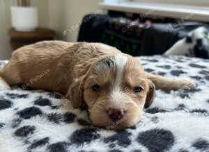 Cockapoo puppies