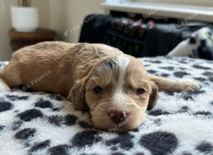 Cockapoo puppies